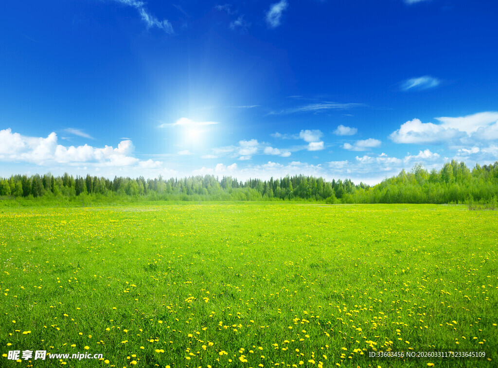 阳光照耀下的绿色草地