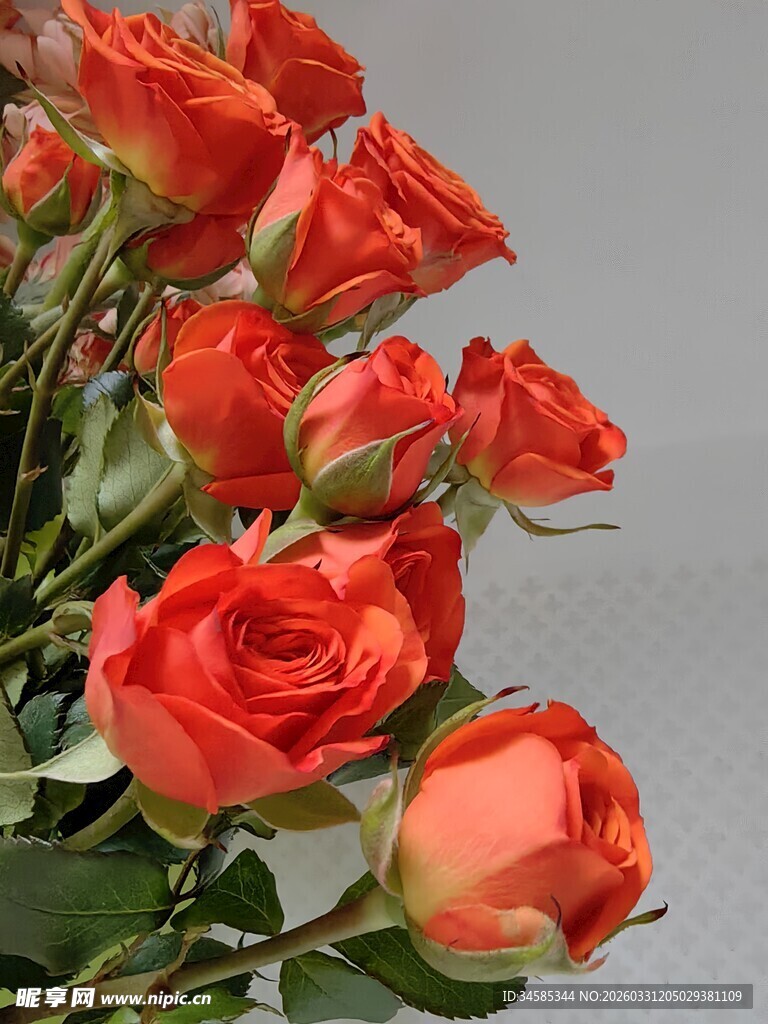 鲜艳橙红玫瑰花束