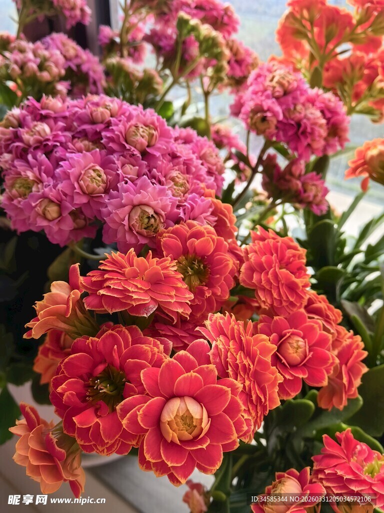 多彩长寿花绽放美丽