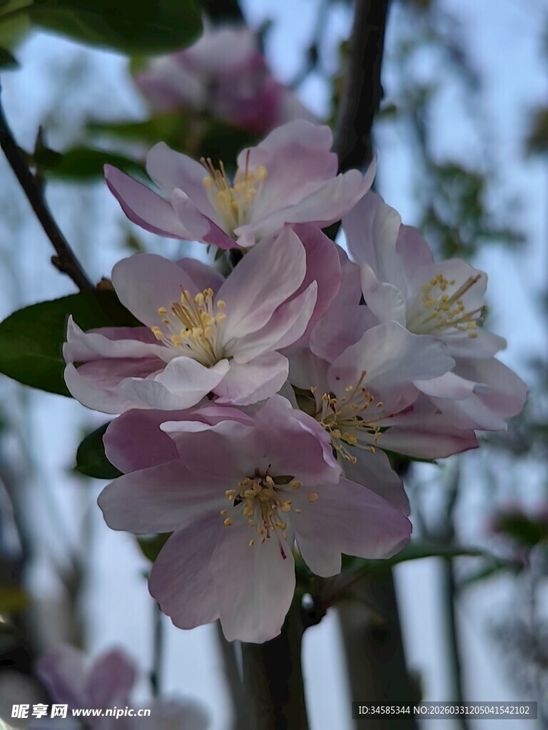 枝头绽放的粉嫩苹果花