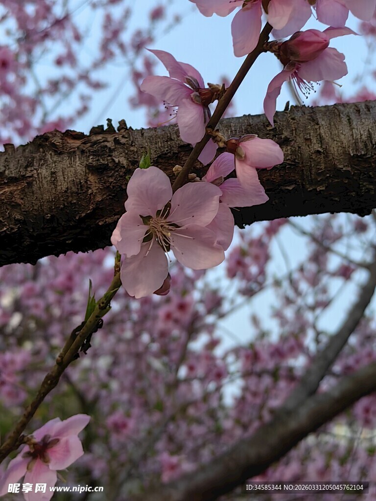 枝头绽放的粉嫩樱花