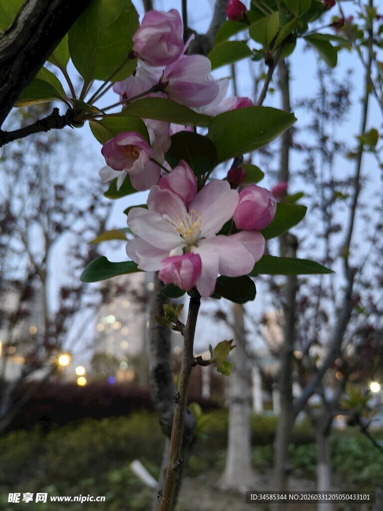 枝头绽放的娇艳粉色花朵
