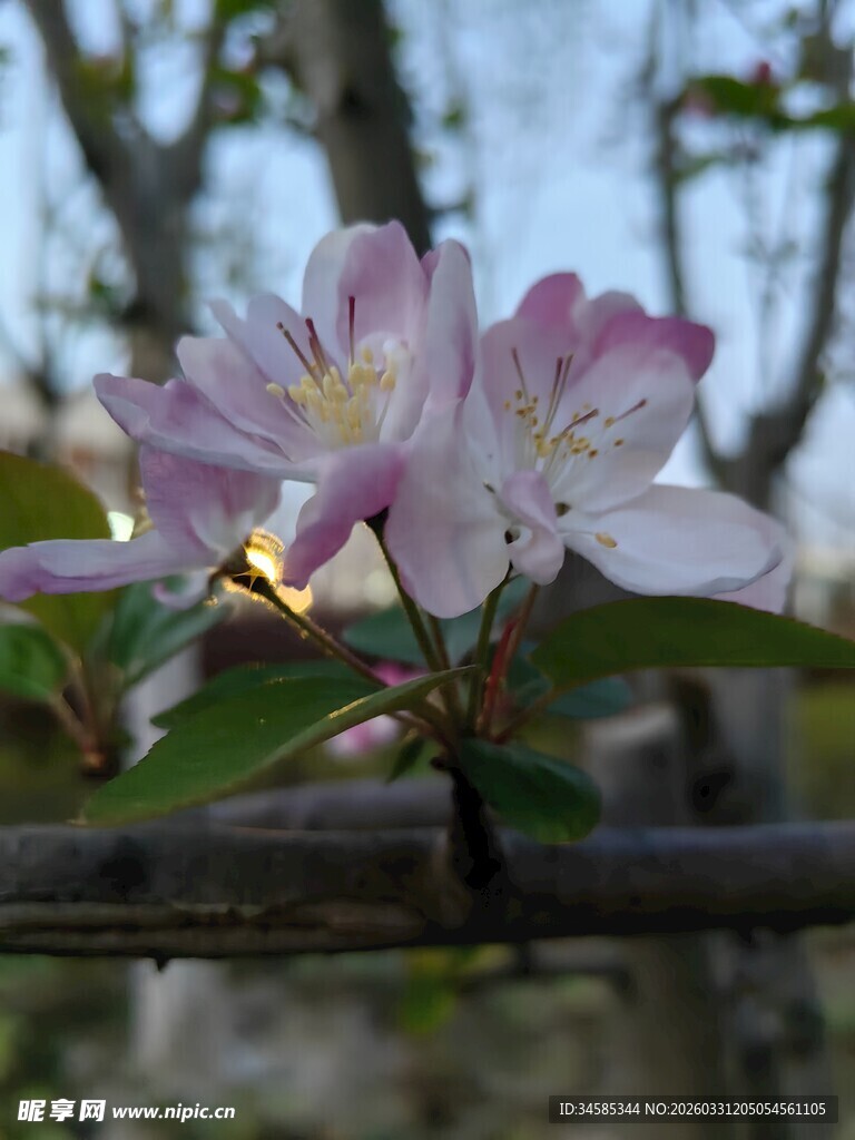 枝头绽放的粉嫩花朵