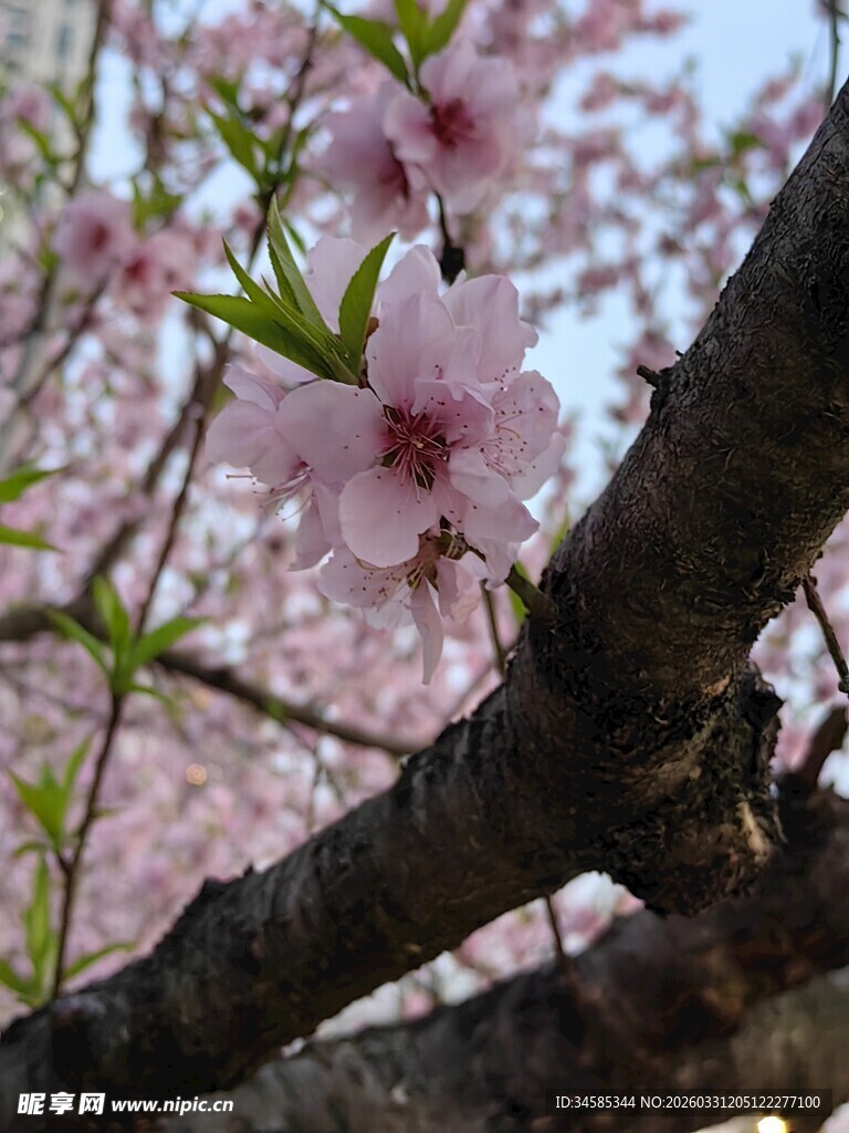 枝头绽放的粉嫩桃花