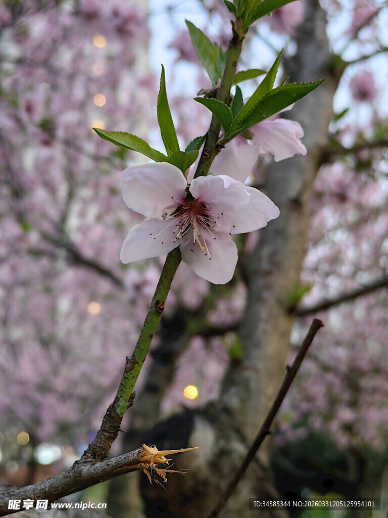 枝头绽放的粉嫩桃花