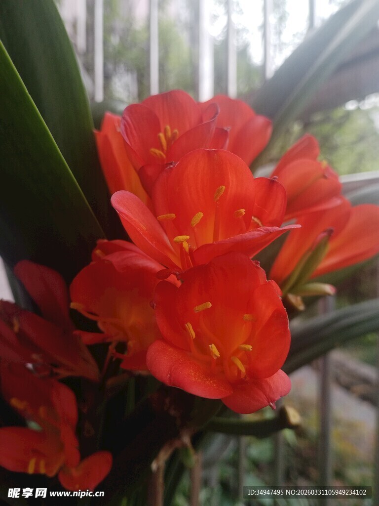 鲜艳绽放的红色君子兰花