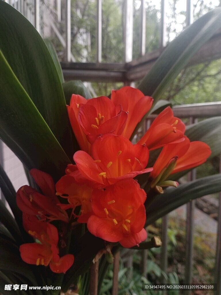 鲜艳红杜鹃绽放绿叶间