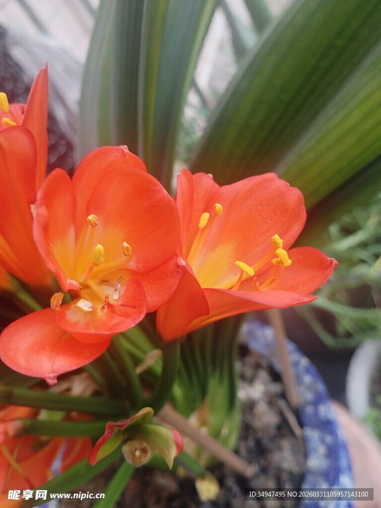 鲜艳君子兰绽放