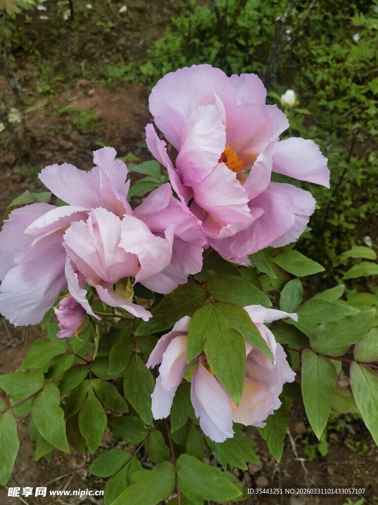 娇艳粉色牡丹花绽放