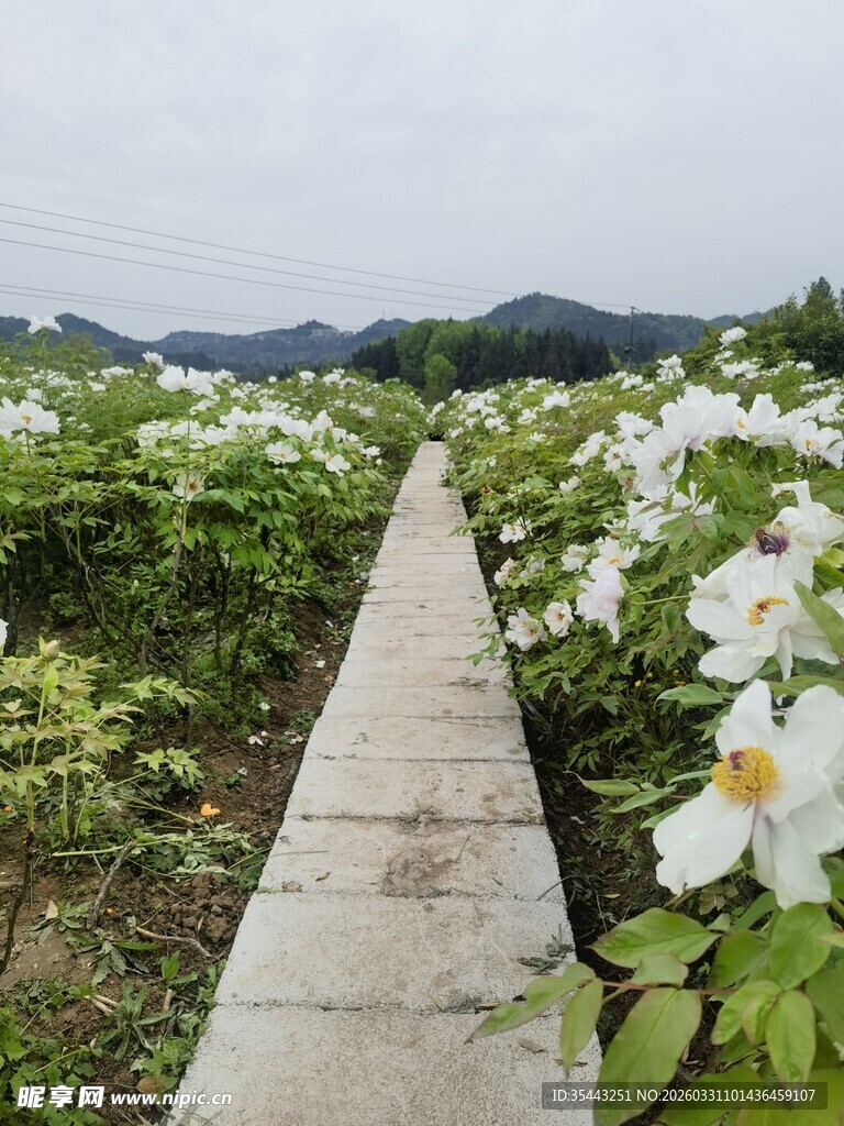 花田间的石板小径