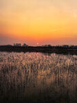 夕阳下的芦苇荡美景