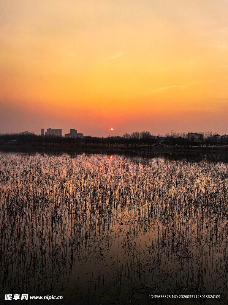 夕阳下的芦苇荡美景