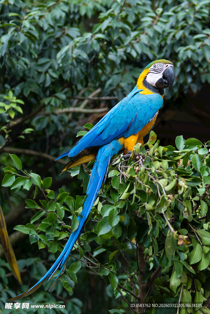 蓝黄相间鹦鹉栖息于枝头