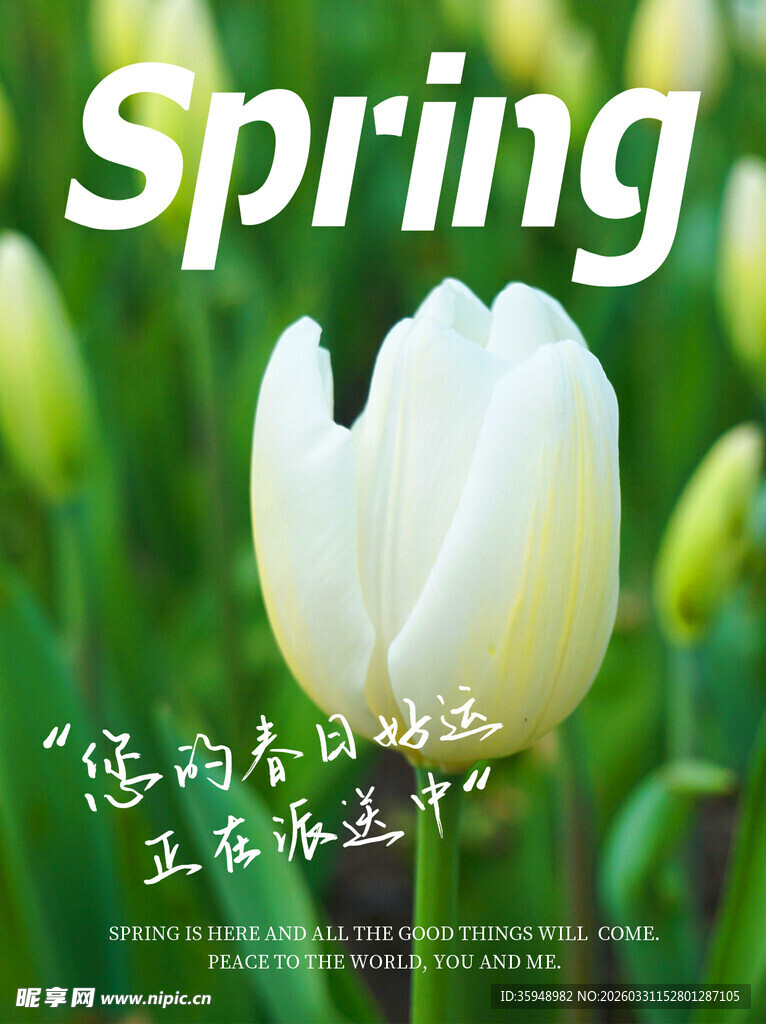 春日绽放的白色郁金香