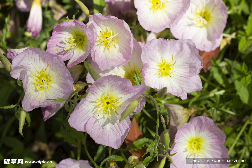 美丽月见草绽放瞬间