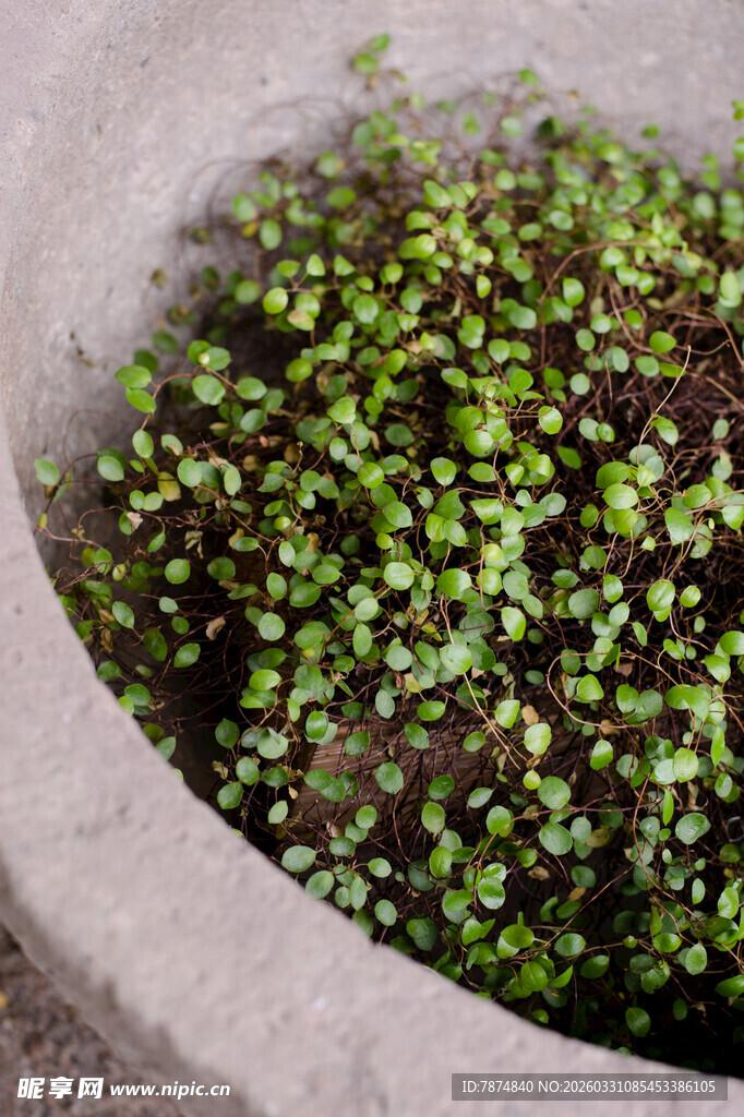 石盆中的嫩绿小植物