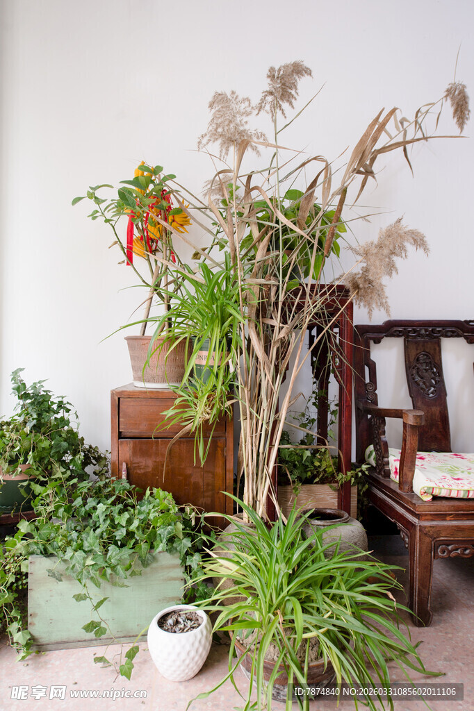 室内绿植装点温馨角落