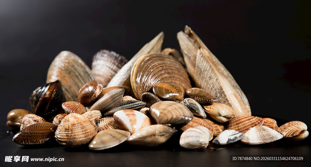 多样海螺堆叠展示