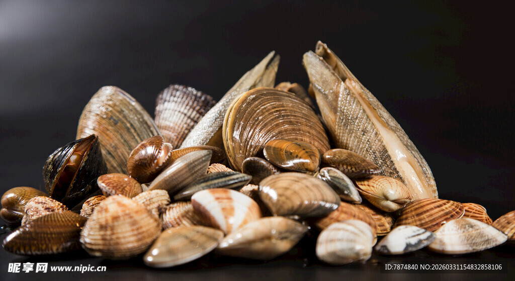 多彩海螺堆叠展示