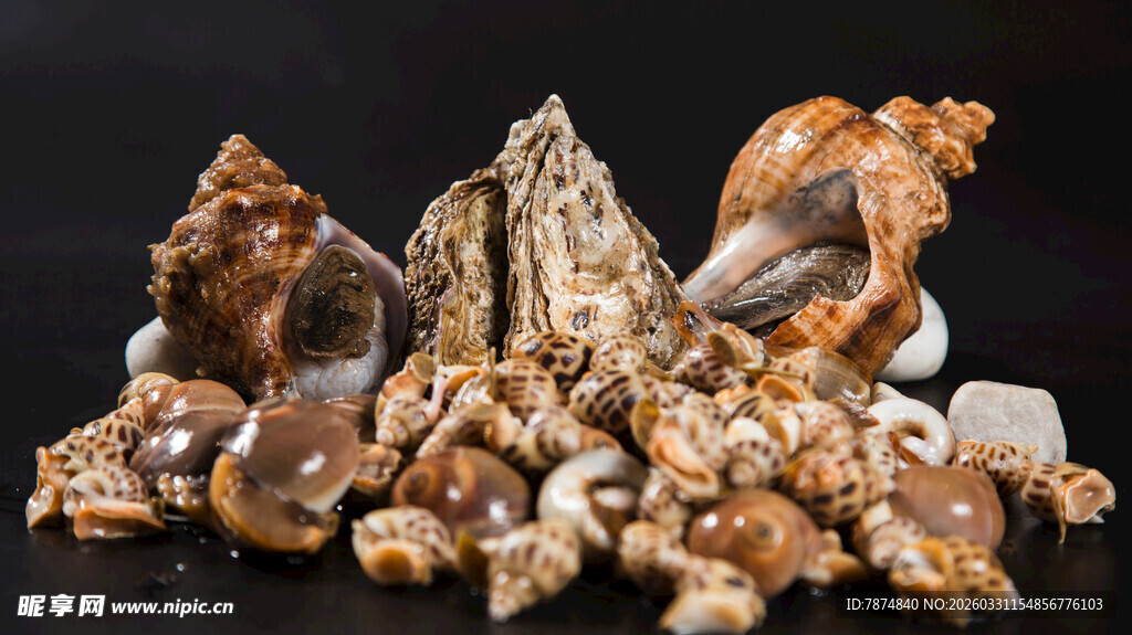 多种贝类组合展示