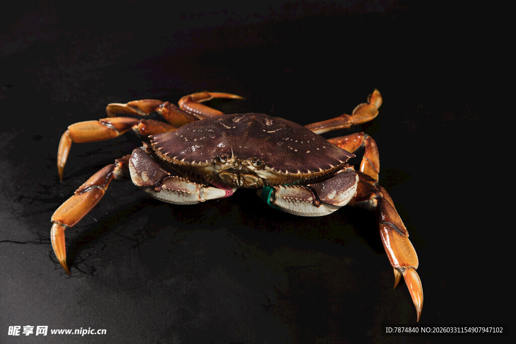 一只螃蟹特写