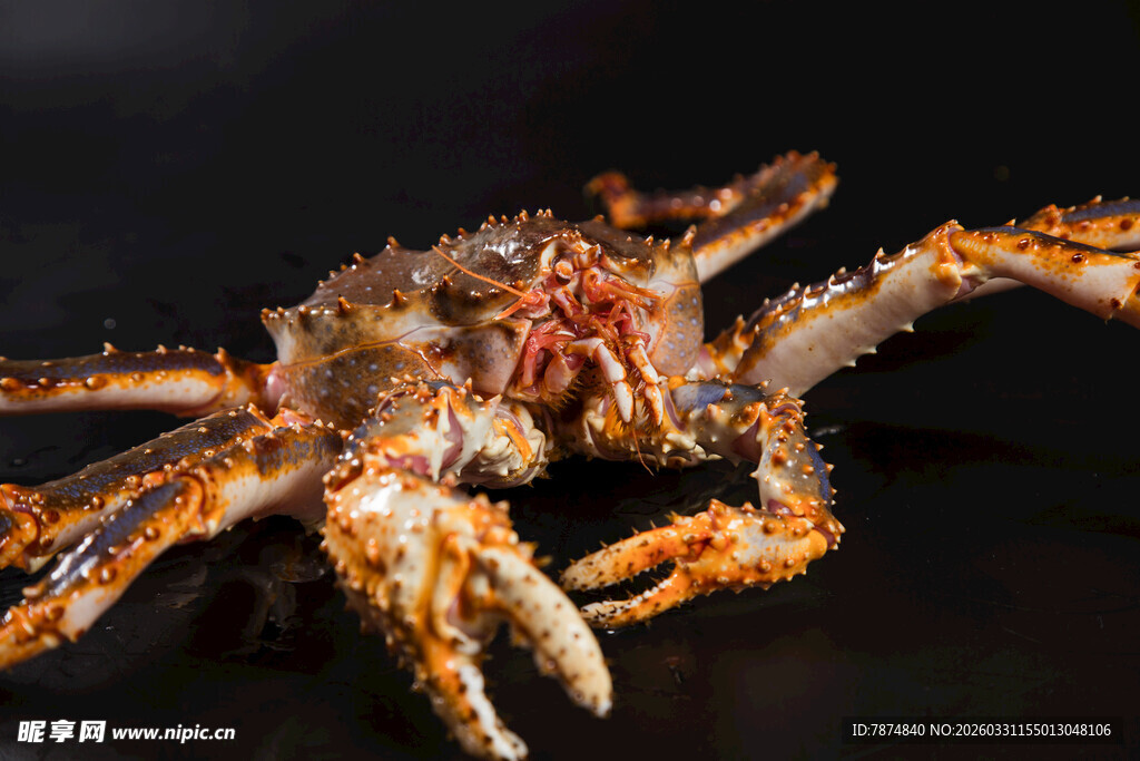 凶猛帝王蟹特写
