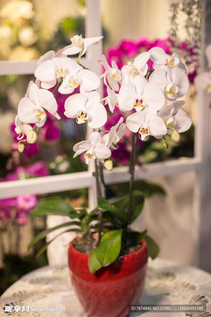 红盆中的优雅白色蝴蝶兰