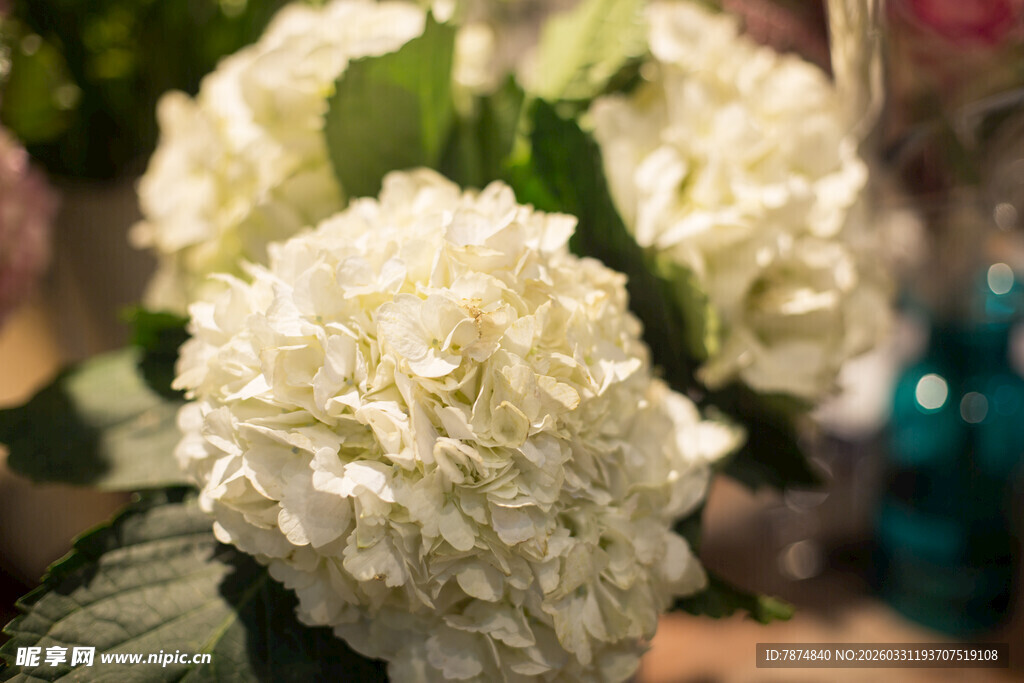 白色绣球花特写