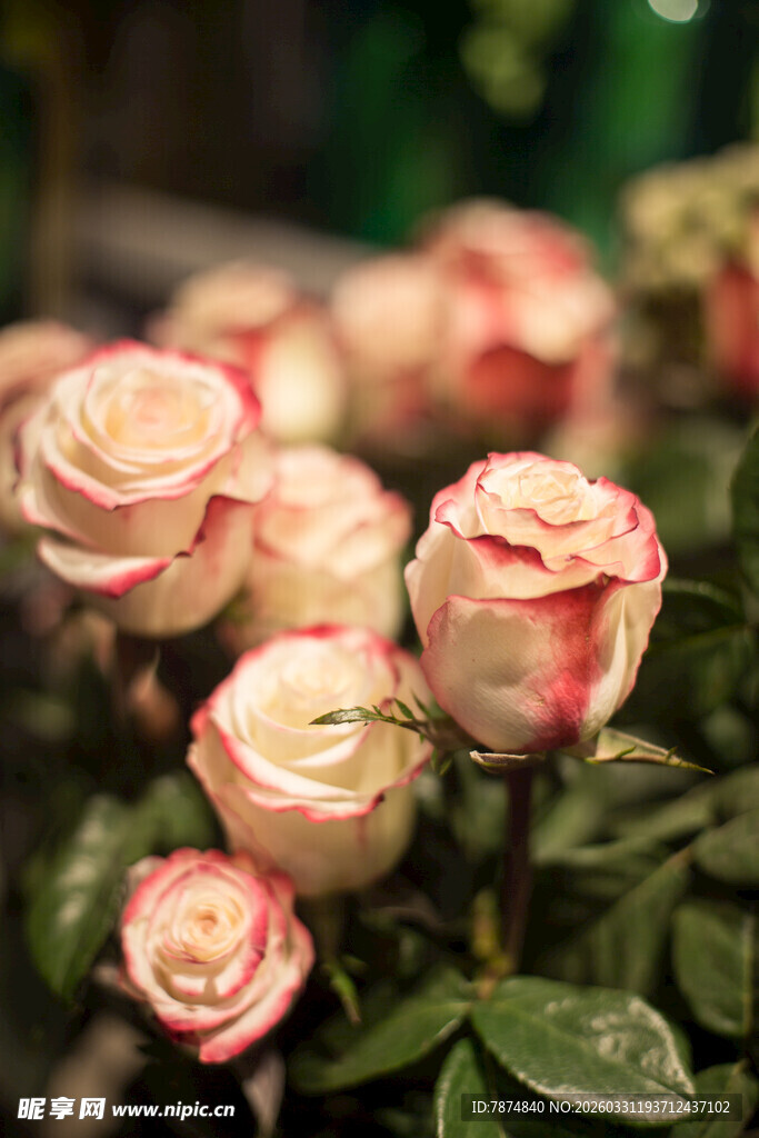 娇艳粉边玫瑰绽放