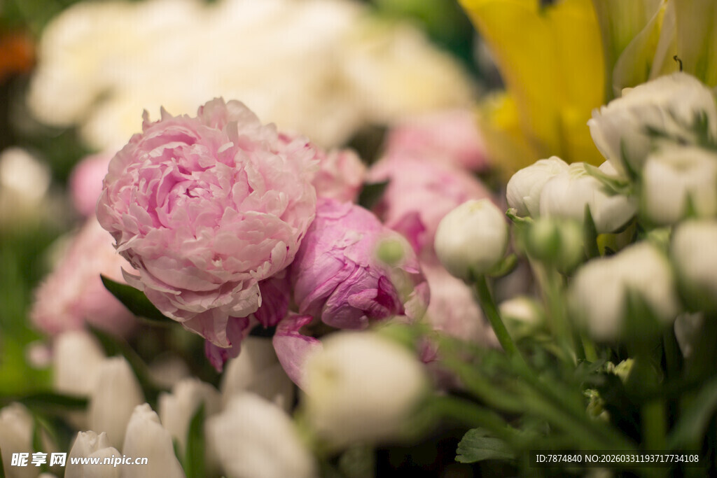 娇艳多彩花卉绽放瞬间