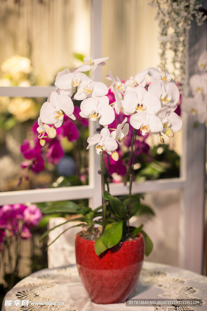 红盆中绽放的优雅白蝴蝶兰