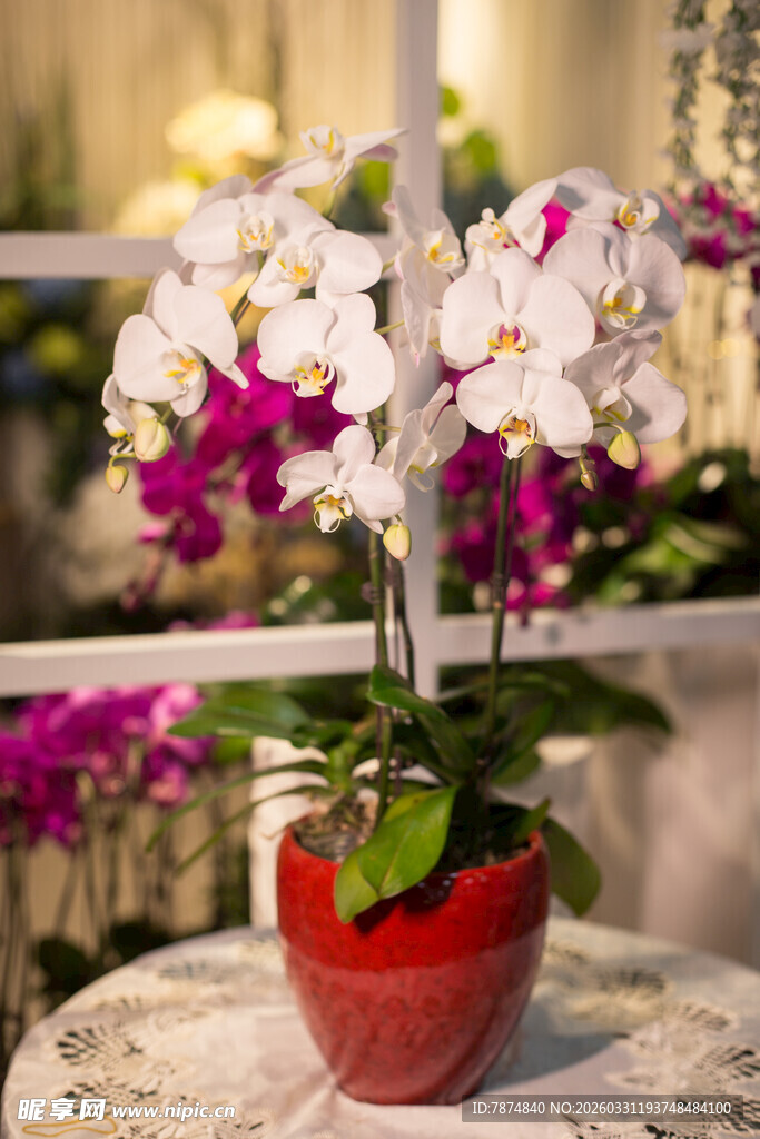 红盆中绽放的多彩蝴蝶兰