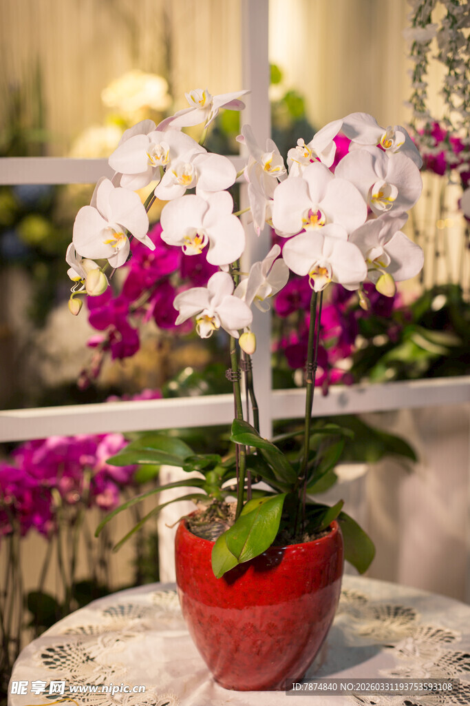 红盆中绽放的多彩蝴蝶兰