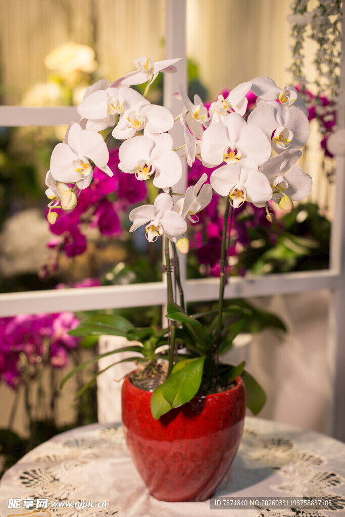 红盆中绽放的双色蝴蝶兰