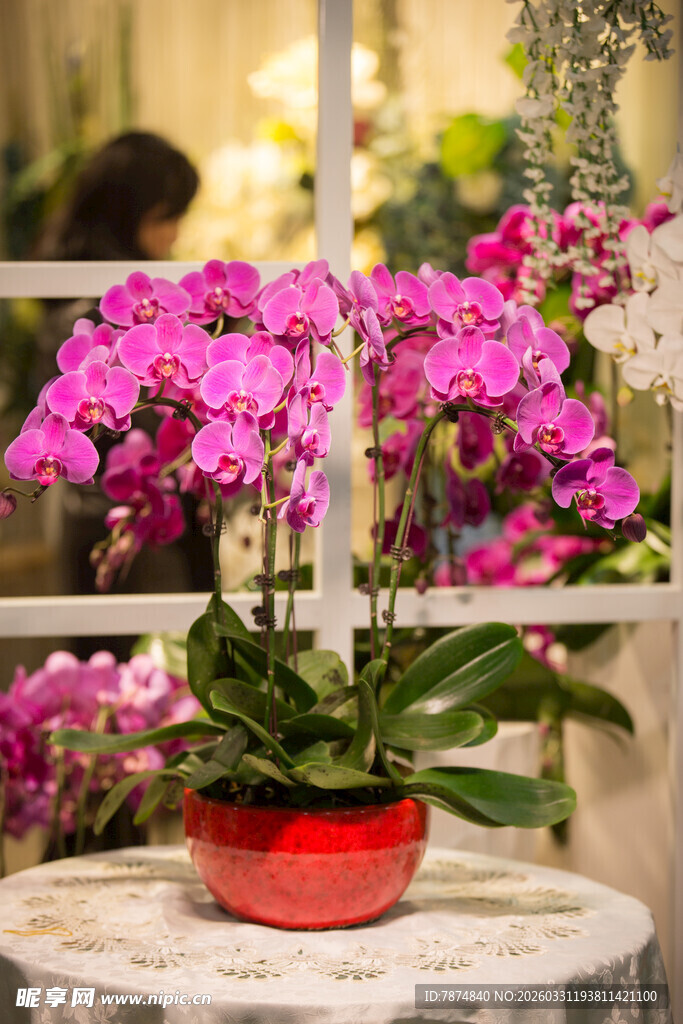 红盆盛放的娇艳紫蝴蝶兰