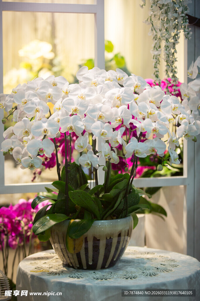 窗台上的多彩蝴蝶兰盆栽