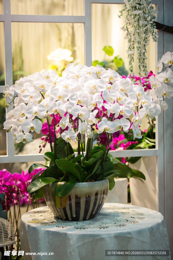 多彩兰花装点雅致空间