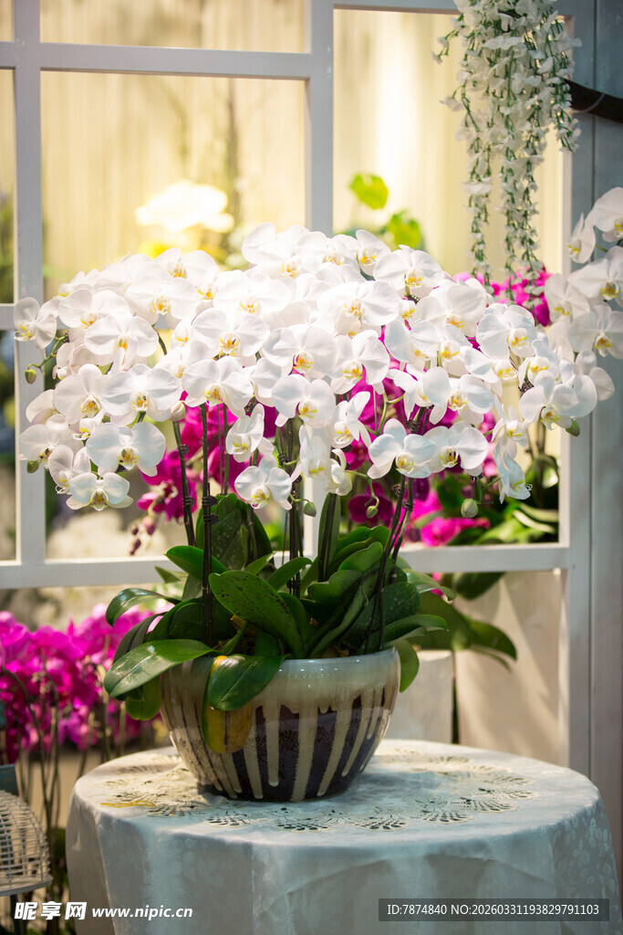 优雅兰花盆栽摆于窗前