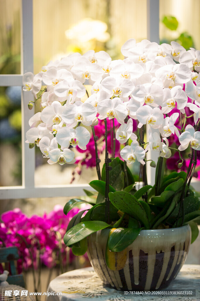 窗边多彩蝴蝶兰盆栽