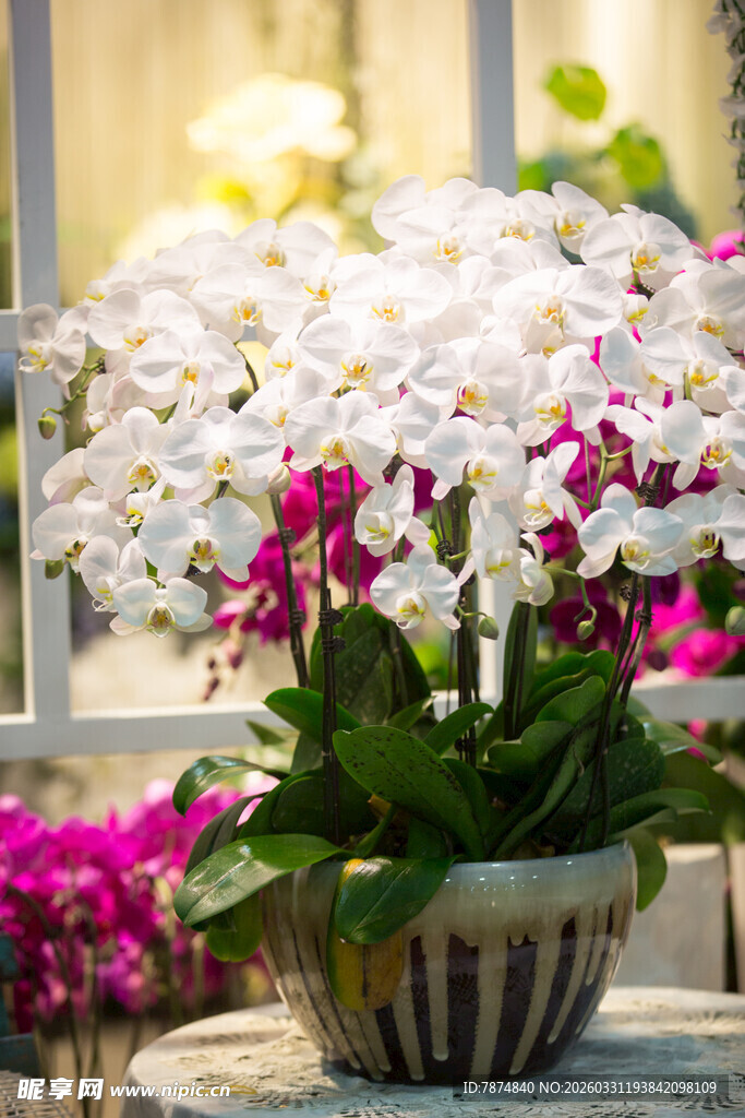 多彩兰花盆栽绽放生机