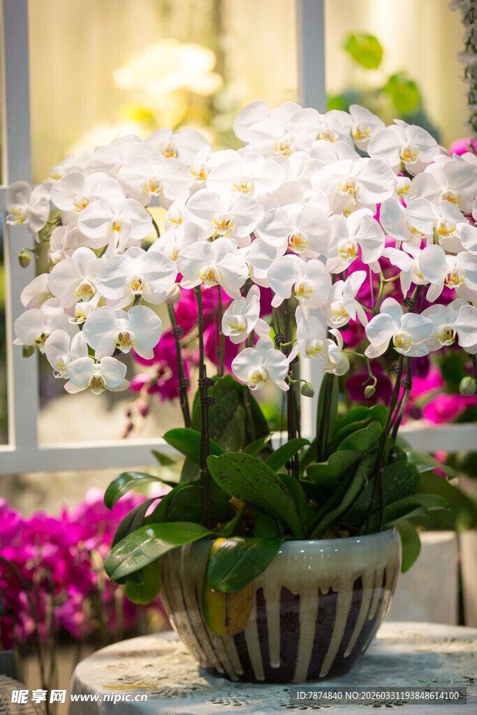 多彩蝴蝶兰盆栽绽放