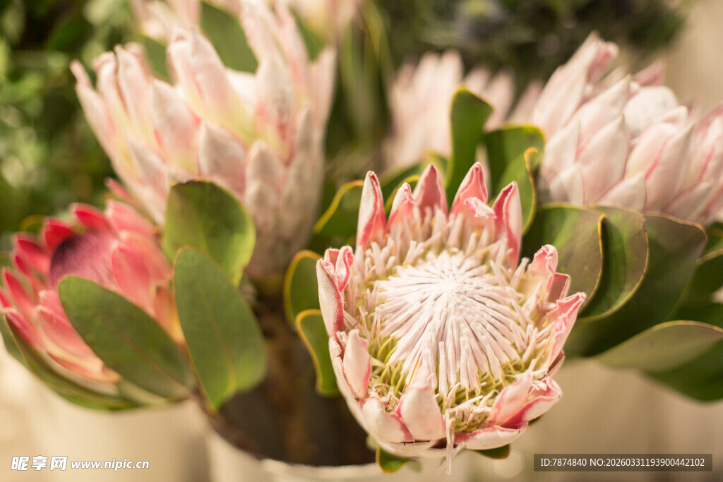 美丽帝王花绽放