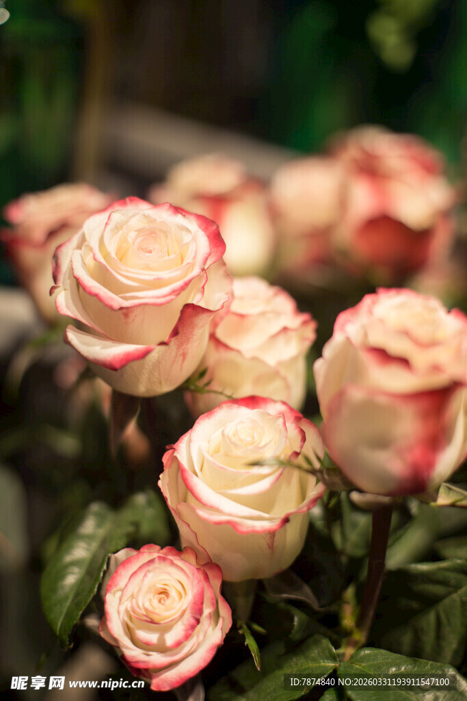 娇艳双色玫瑰花束