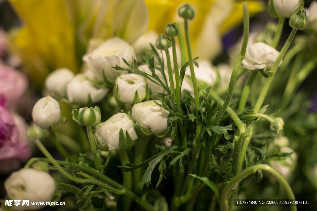 清新白色花束 生机盎然