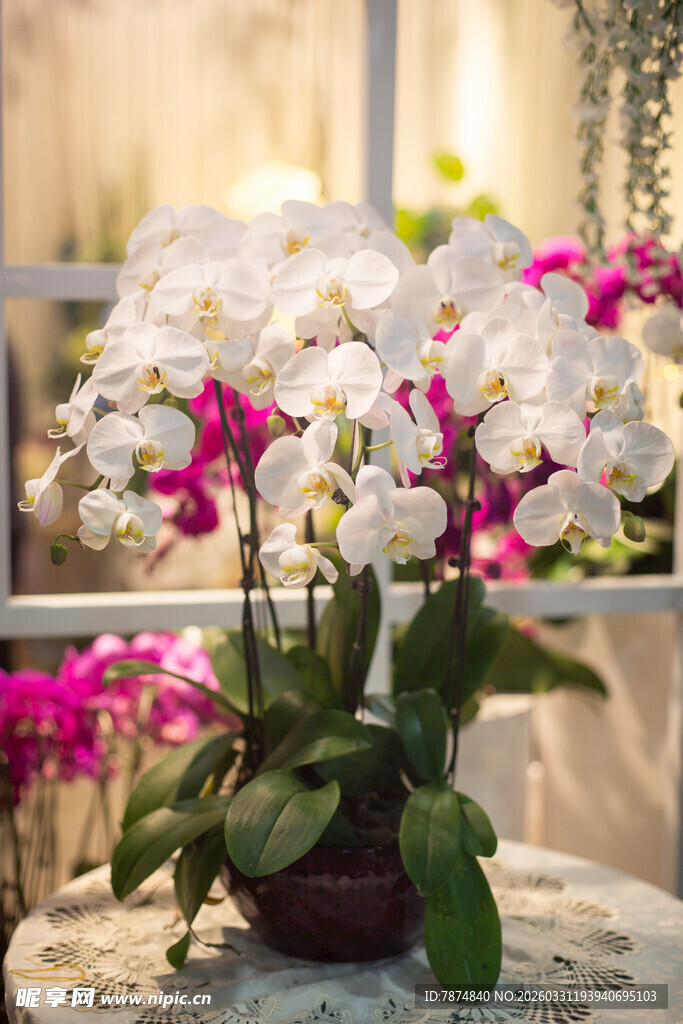 窗前绽放的美丽白蝴蝶兰