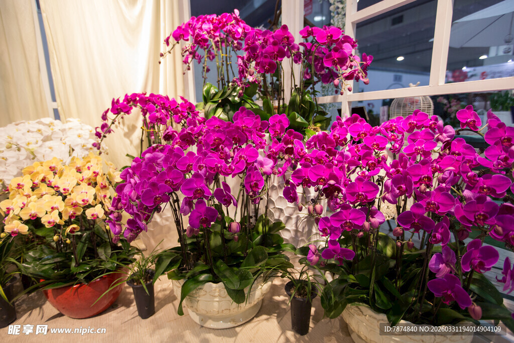 多彩盆栽花卉室内展示