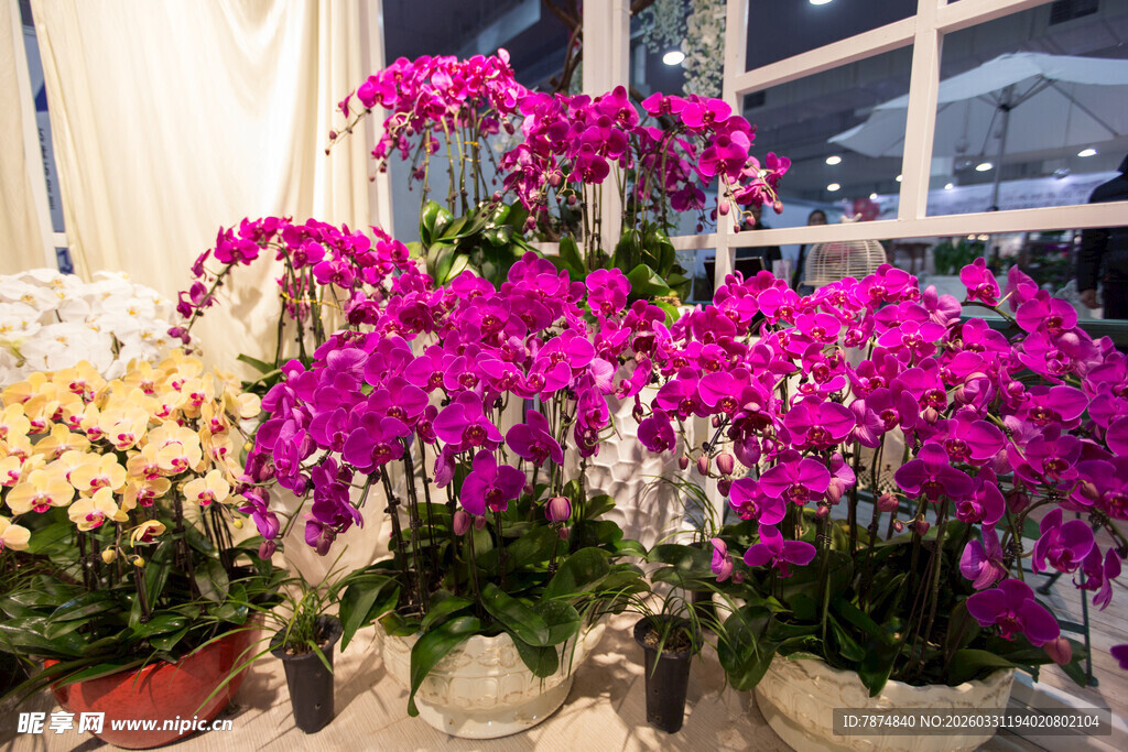 多彩兰花绽放室内花景