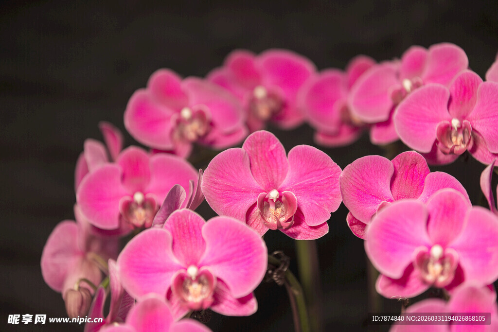粉色蝴蝶兰绽放