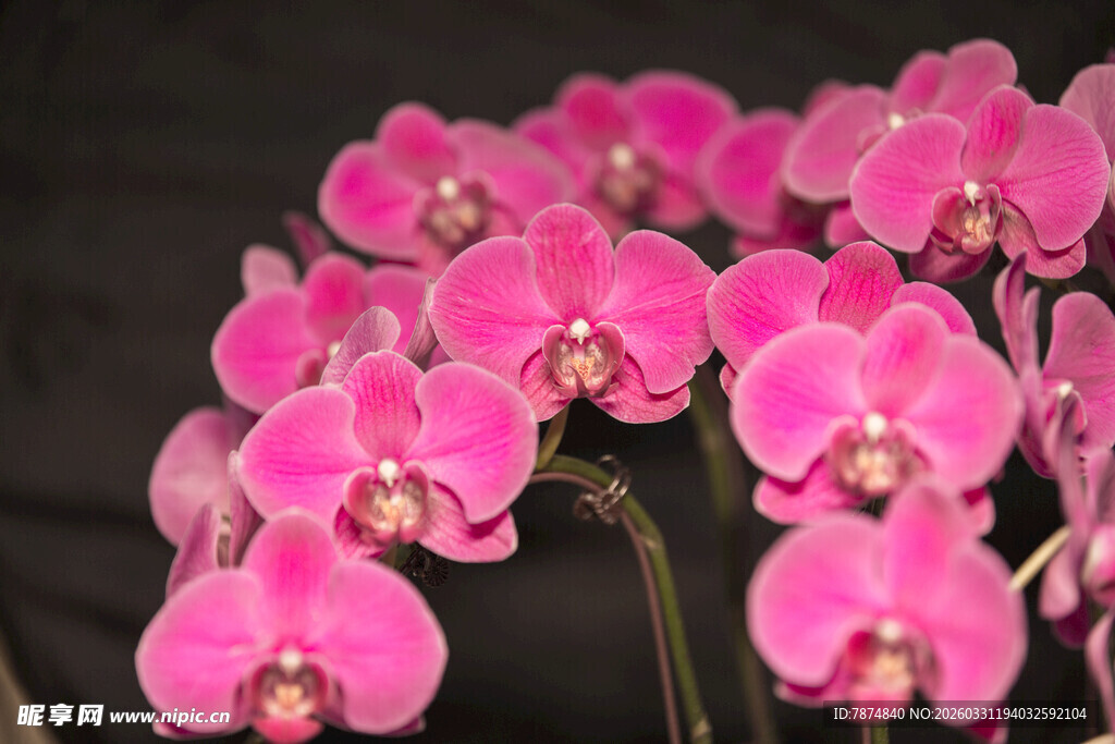 粉色蝴蝶兰绽放