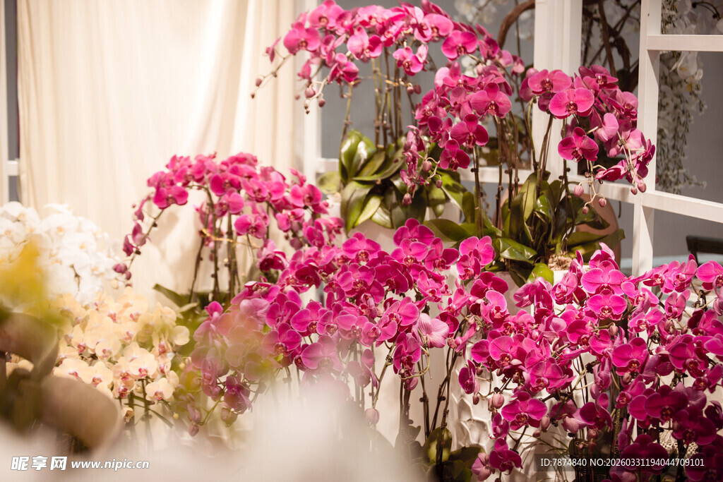 窗边盛放的娇艳粉色花卉